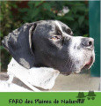 Pedigree FARO DES PLAINES DE NADURELLE Pedigree FARO DES PLAINES DE NADURELLE